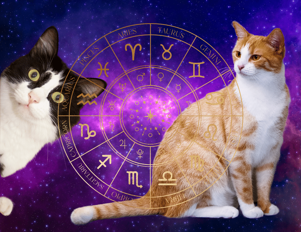 a tuxedo cat and a ginger and white cat sitting in front of a gold zodiac wheel on a space background