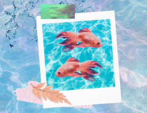 a funky collage of two identical goldfish on a polaroid on a background of clear blue water