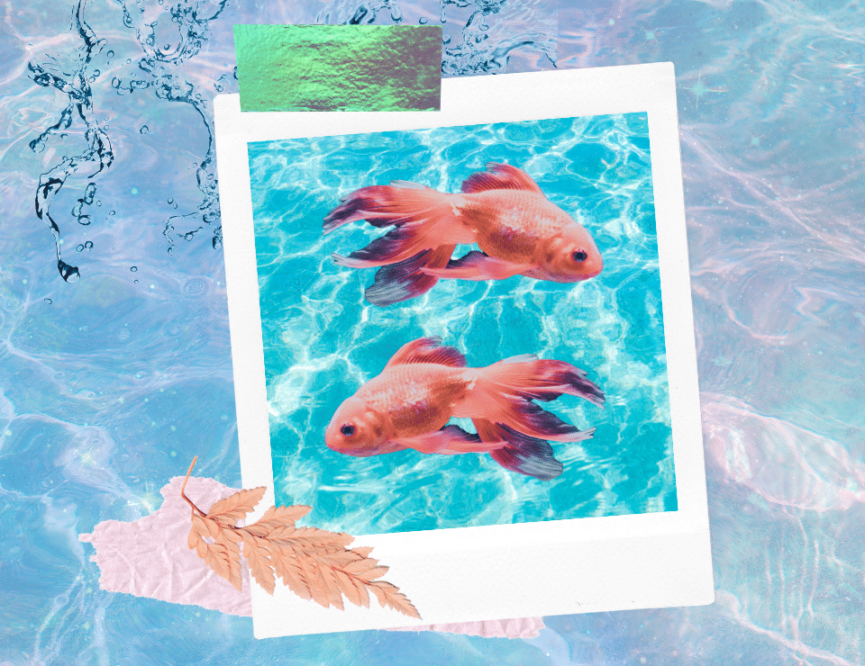 a funky collage of two identical goldfish on a polaroid on a background of clear blue water